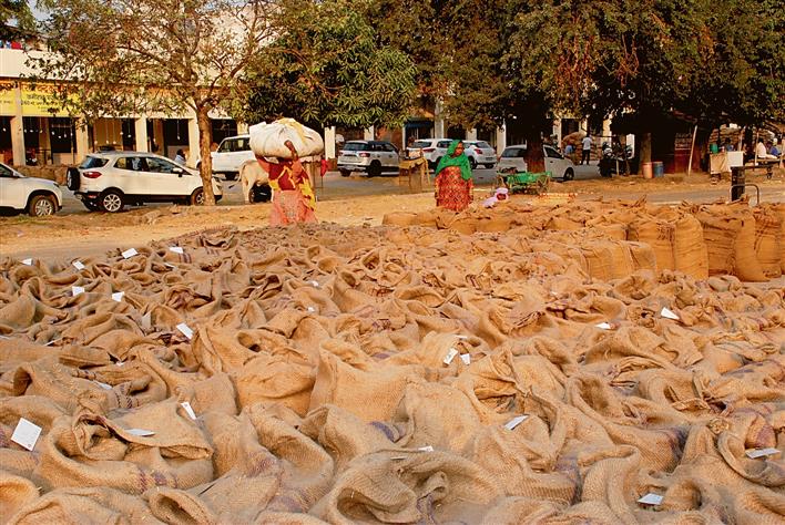 Karnal: Week after paddy procurement, millers await fortified kernels