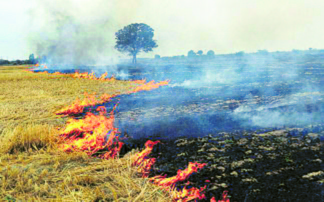 Kurukshetra logs 300 stubble-burning cases this season
