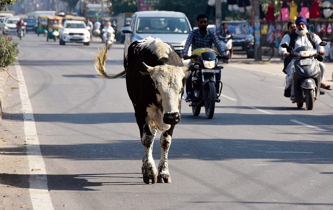 10% of deaths in road mishaps involve stray animals, says study