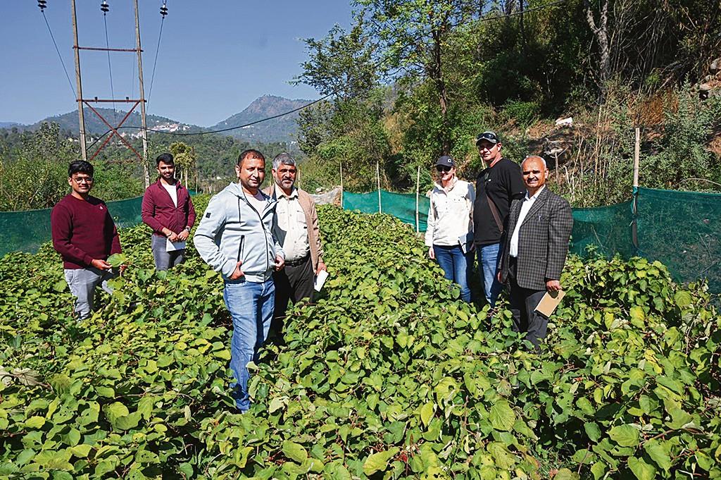 Experts visit Nauni University, discuss kiwi fruit production