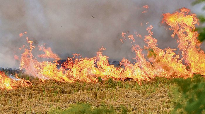 Punjab farm fires blamed for ‘severe’ AQI