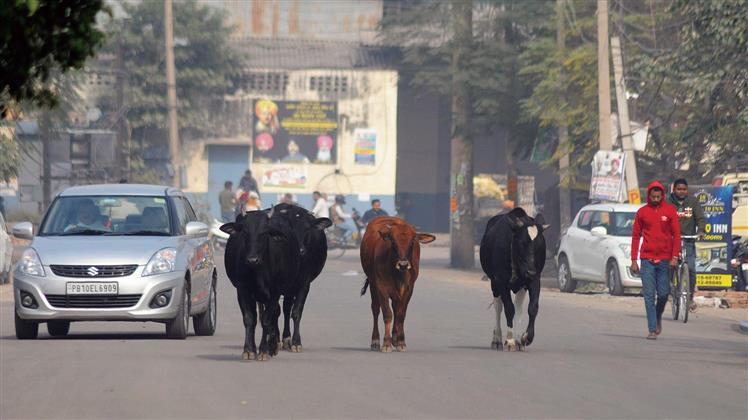 Stray Cattle Menace-I: Despite rise in mishaps, strays wander freely