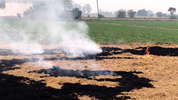 Day after Supreme Court rap, Punjab reports over 2,000 farm fires