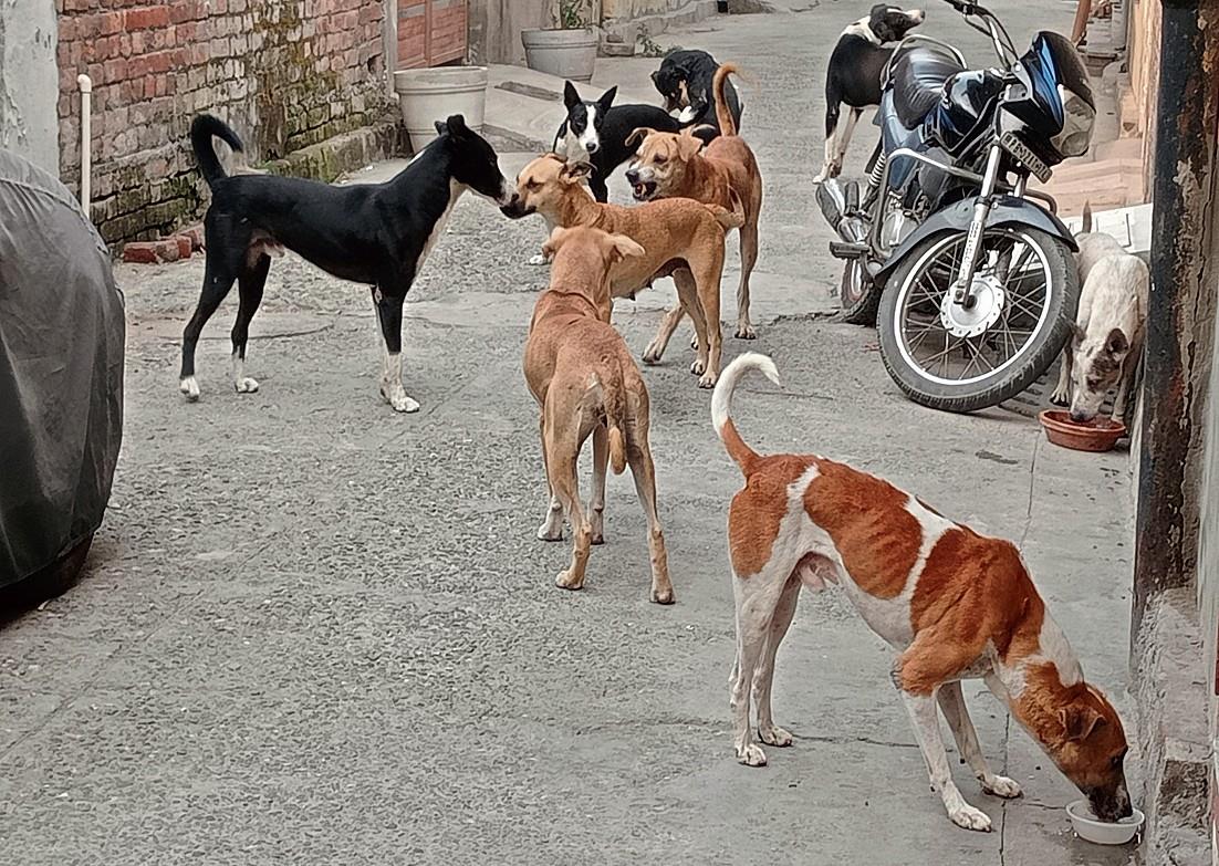 Amritsar district admn forms panel to look into High Court orders on compensation in dog bite cases
