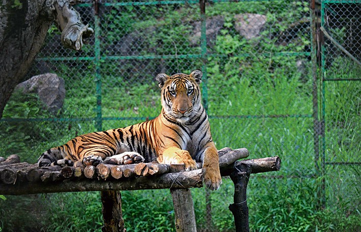 The Royal Bengal Tiger has 21 Unique Facts Which You Must Know