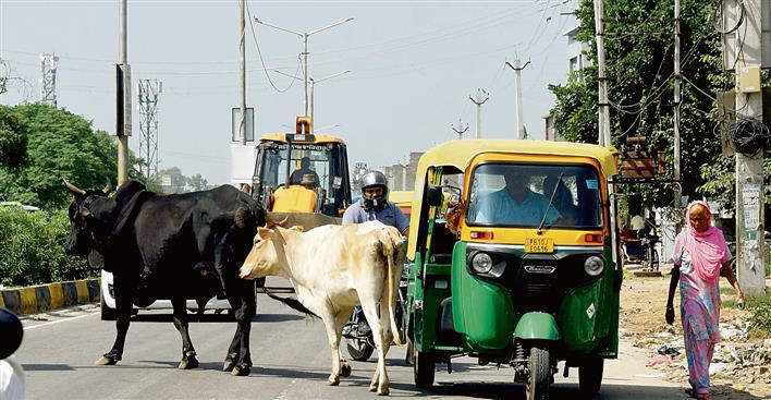 Despite cow cess, no govt policy to check stray cattle menace in Punjab