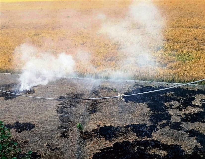 Stubble burning unabated in Punjab, 740 incidents reported on Sunday