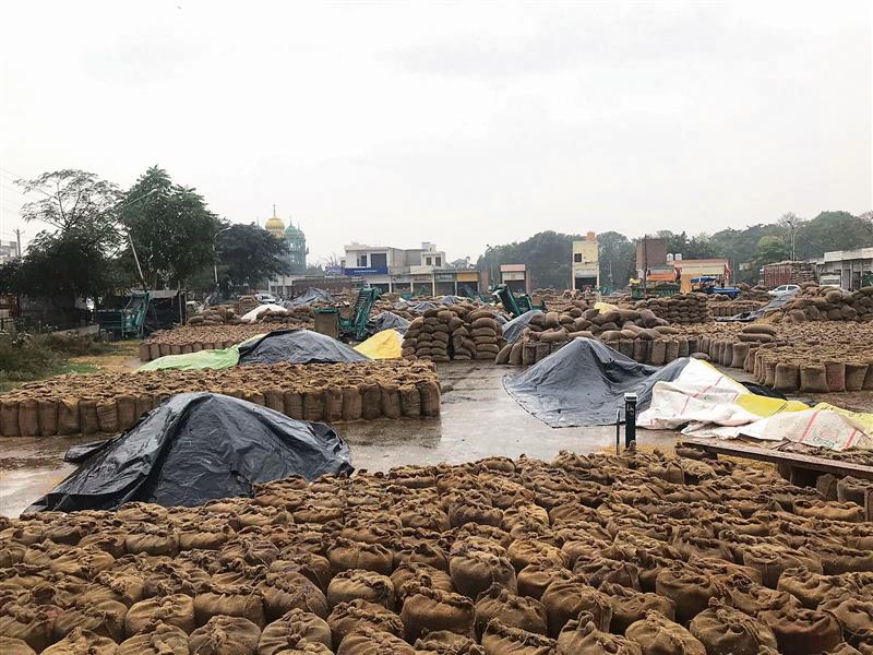 Sangrur: Rain drenches paddy in grain markets, farmers seek action against officials