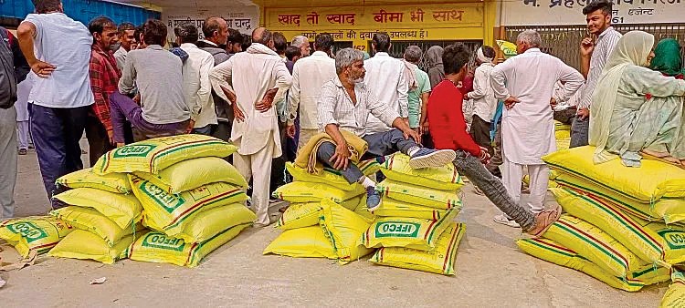 Farmers face shortage of DAP fertiliser in Palwal