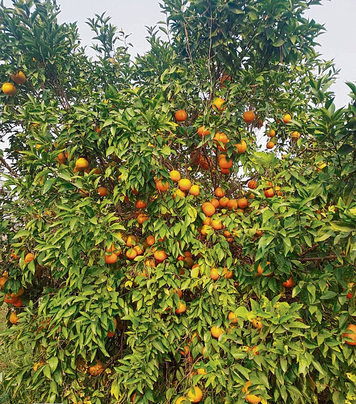 Muktsar: Kinnow fetching only Rs 10/kg, fruit growers disheartened