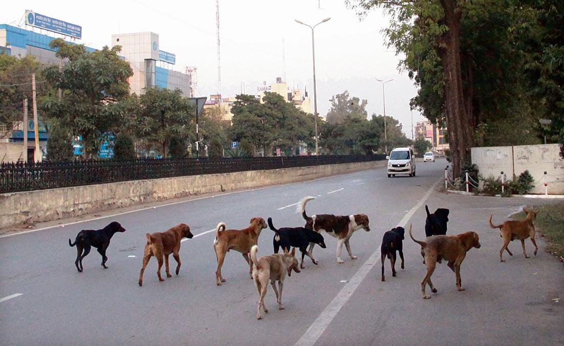 Stray dog count in Punjab higher than official estimate, finds study