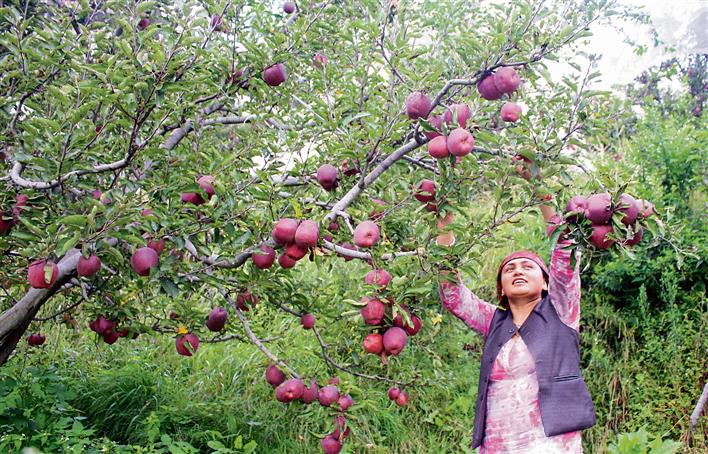 Ageing orchards, erratic weather hit apple output in Himachal