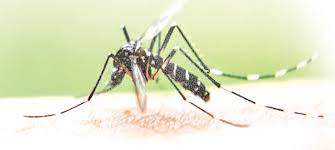 Dengue stings 27 more in Ludhiana district