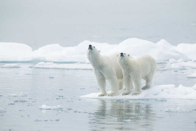 Polar bear numbers in Greenland declining over last 20,000 years, reveals study
