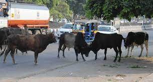 Yamunanagar and Jagadhri MC team shifts stray cattle to gaushalas