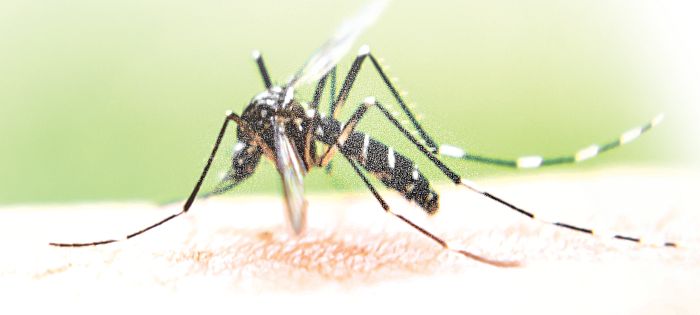 20 test positive for dengue