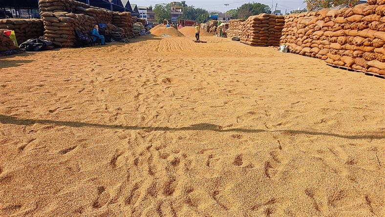 Anomalies found in four of 42 grain markets: Punjab Vigilance Bureau