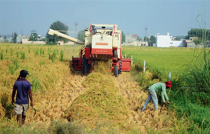Paddy harvest almost complete in Ludhiana district, 1,291 farm fires so far