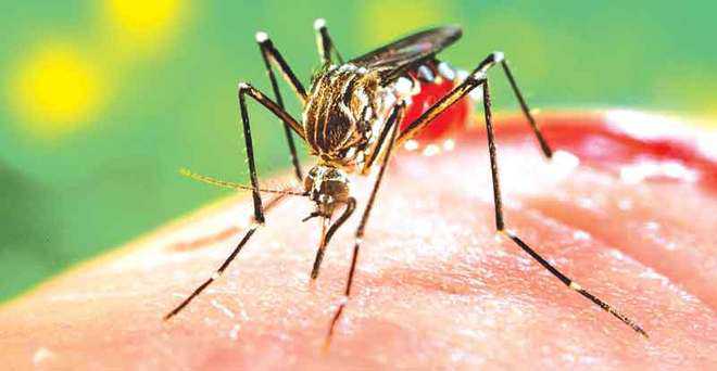 25 test +ve  for dengue