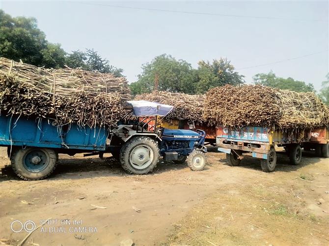 Cane-crushing season begins at Shahabad Coop Sugar Mills