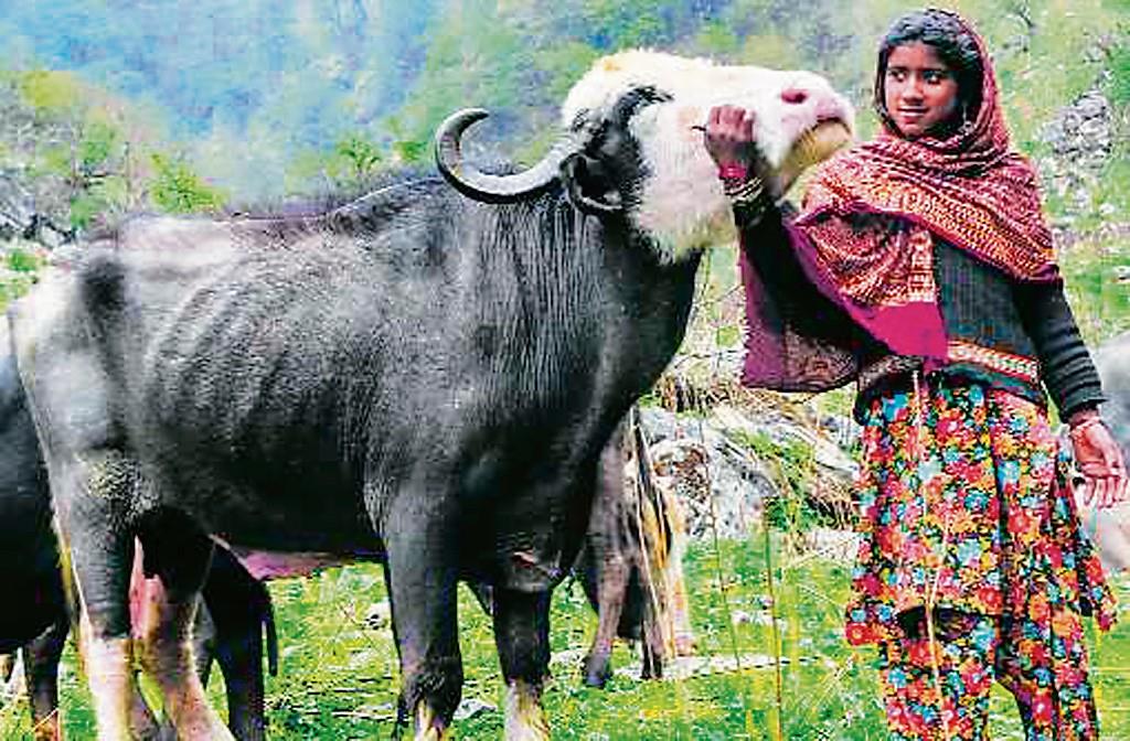 No govt support, Chamba's Gujjars struggle to sell milk
