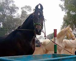 Delhi Police add 5 new stallions to force