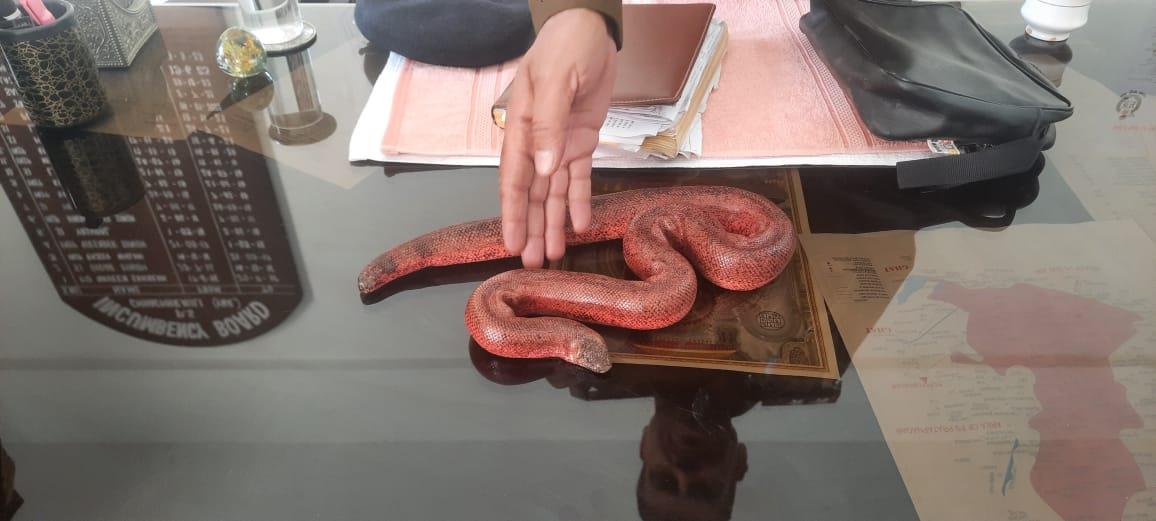 Four smugglers arrested with rare ‘Red Sand Boa’ snake from Yamunanagar district