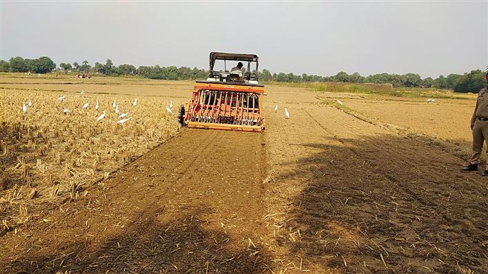 Faridkot farmers start removing wet paddy stubble manually