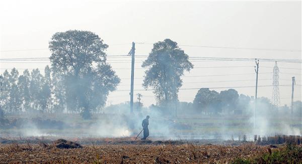 Air pollution: Supreme Court suggests stopping paddy MSP for stubble burning farmers