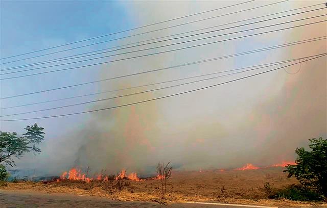 After rain, Punjab logs just six farm fires