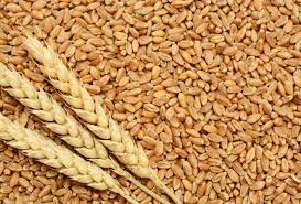 Punjab: Over 1L apply for subsidised wheat seeds