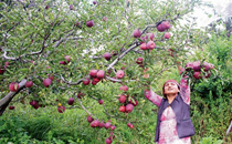Ageing orchards, erratic weather hit apple output