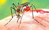 25 fresh cases of dengue