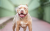 American bully XL owners can register dogs for exemptions ahead of ban: UK Government