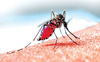 Declare dengue a  pandemic, MP writes to Punjab CM
