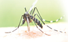Dengue cases cross 9,000, seven deaths; Hoshiarpur worst hit