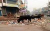 Heaps of garbage lying along road in Faridabad