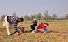 Pampore saffron growers losing hope of turnaround