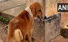 Four months on, dog waits in front of Kerala mortuary for its deceased master to return