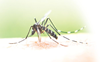 Lalru woman dies of suspected dengue