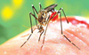25 test +ve  for dengue
