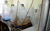 Dengue on rise, two more deaths take count to 17 in Ludhiana district