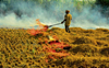 Supreme Court tells Punjab, Haryana to immediately stop burning crop residue