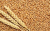Over 1L apply for subsidised wheat seeds