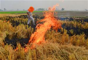 Haryana minister slams Punjab Government over stubble-burning; AAP hits back
