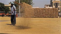 Paddy procurement period extended till December 7 in Punjab