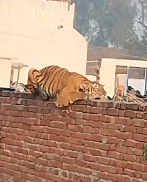 Watch: Tiger rests on gurdwara wall after it strays into human habitation in UP’s Pilibhit; locals gather to see it