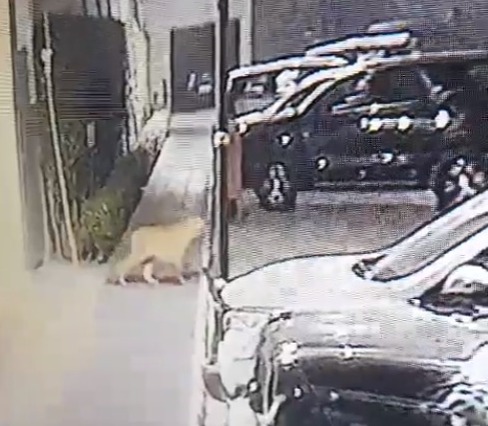 People asked to remain indoors after leopard captured on CCTV cameras in Ludhiana's residential colony