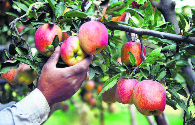 Himachal Pradesh Govt owes Rs 100 crore to apple growers