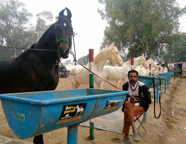 Maghi Mela: Akalis, breeders slam Punjab govt over banning of horse market